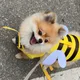 아가옴마