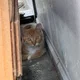 과수원