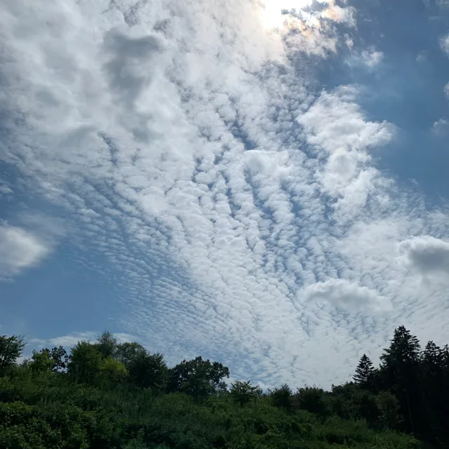 니니