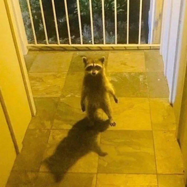 Yn