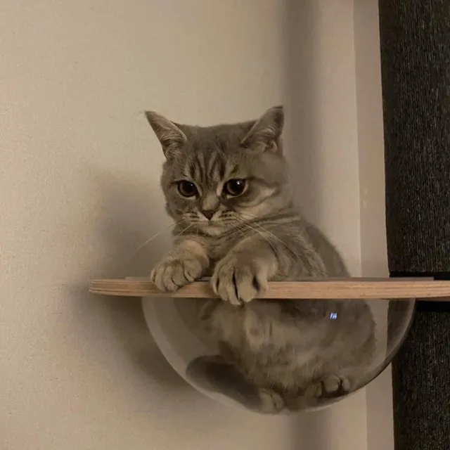 먕이
