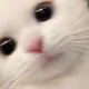 백구요