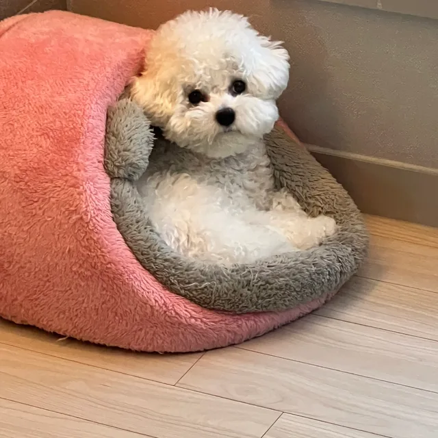 시라노