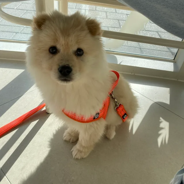 솜이아빠