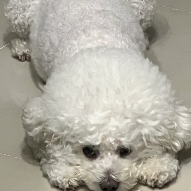 북산의에이스