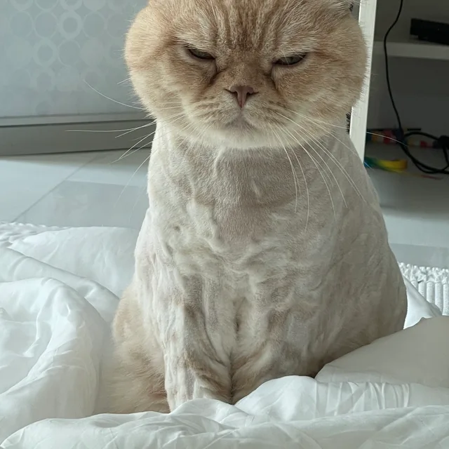 삼삼아쫌