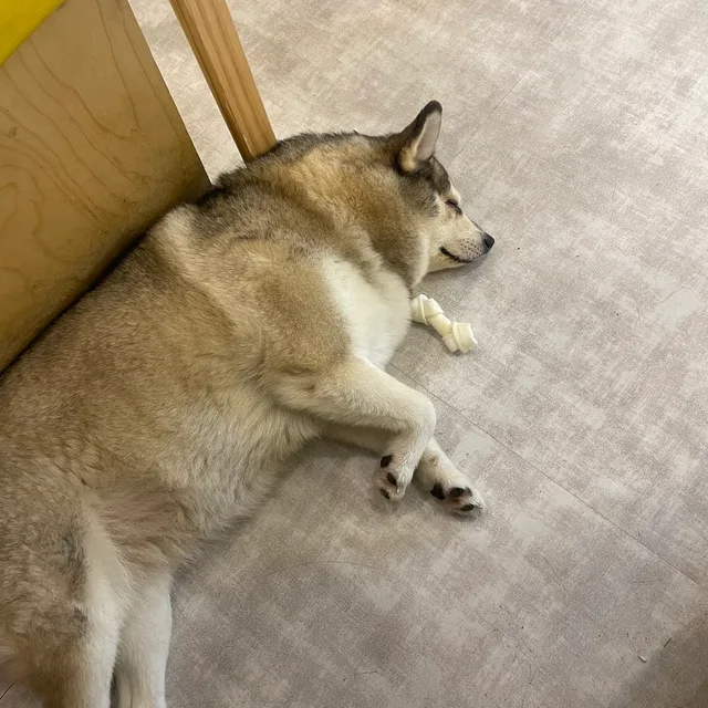 동동이당