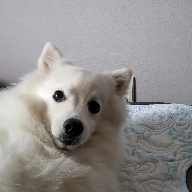 돌쇠