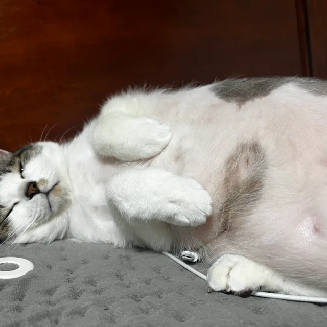 로디맘