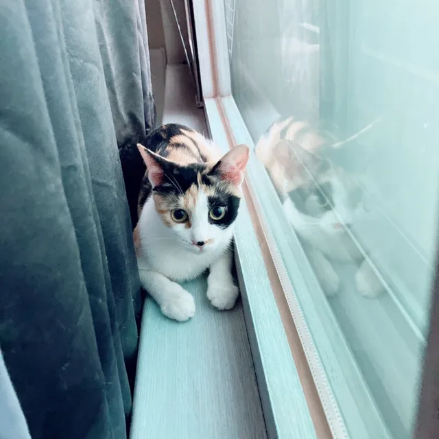 앙니