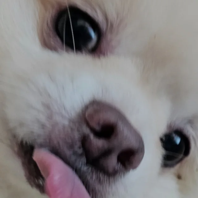 현금거래또는당근페이