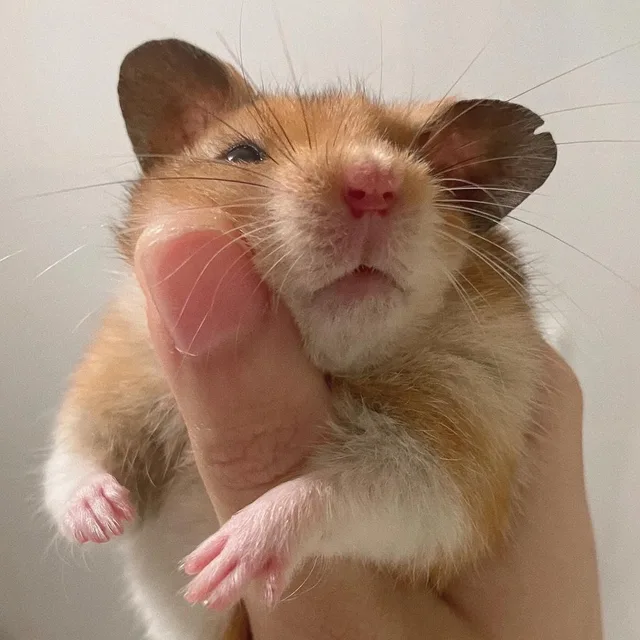 김햄스터