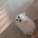 제니퍼여서정동