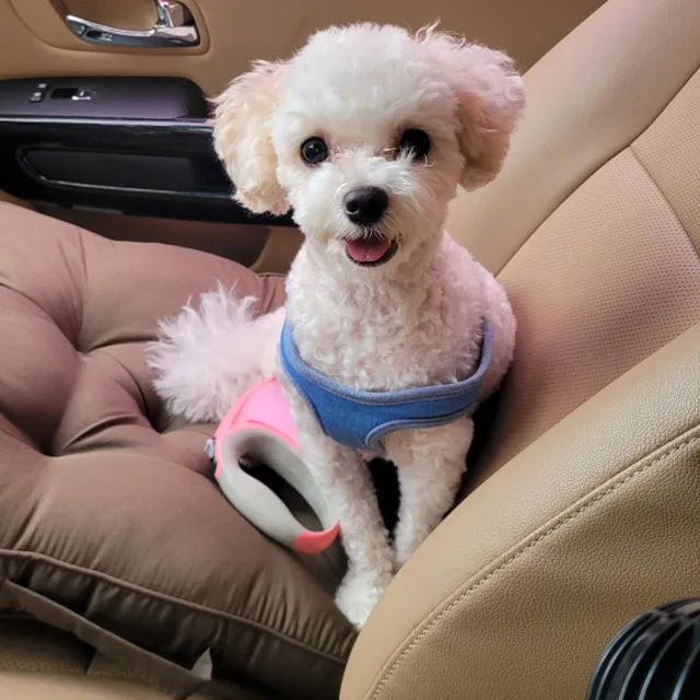 강동마당발