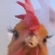 정직하게