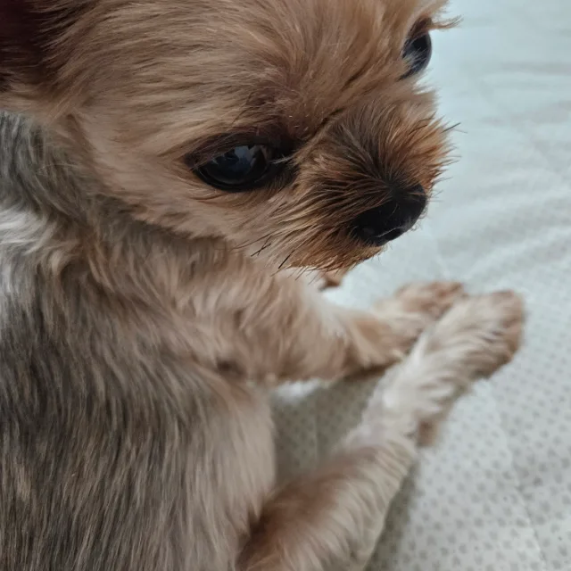 별센