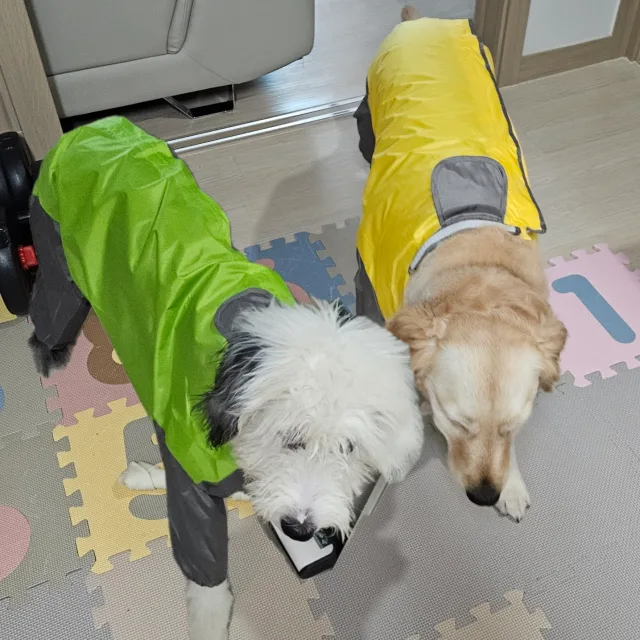 하늘바라가