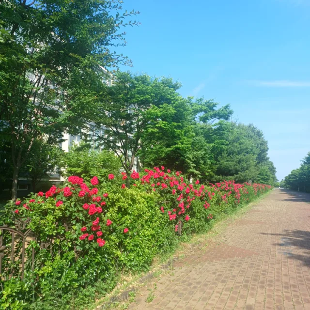 꽃길따라
