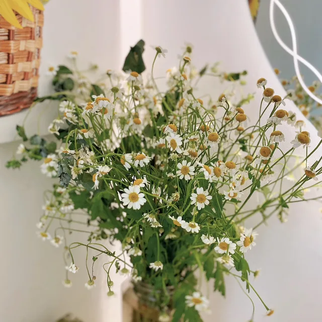 수피아