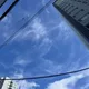 말티즈맘대로