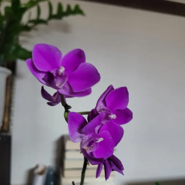 선이