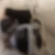 이뿌니
