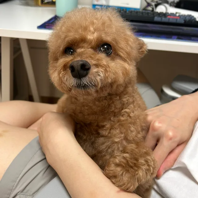 문정동털주먹