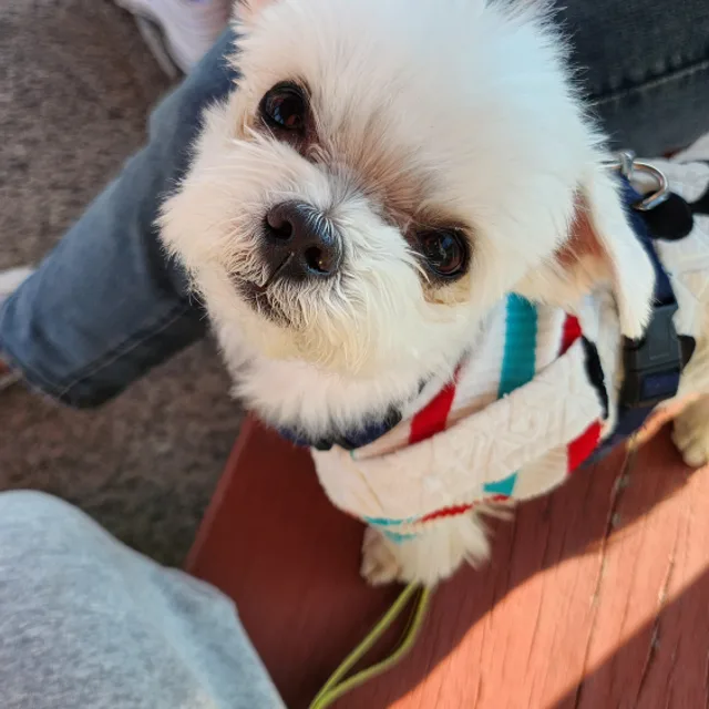 당근이당