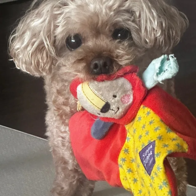 초코네