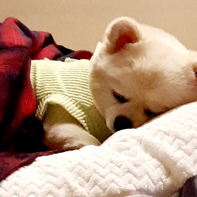 슈퍼맨