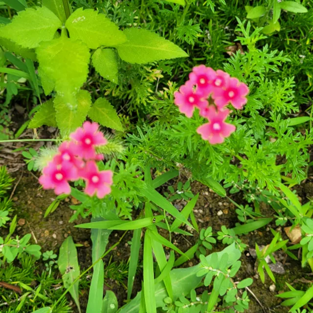 써니25
