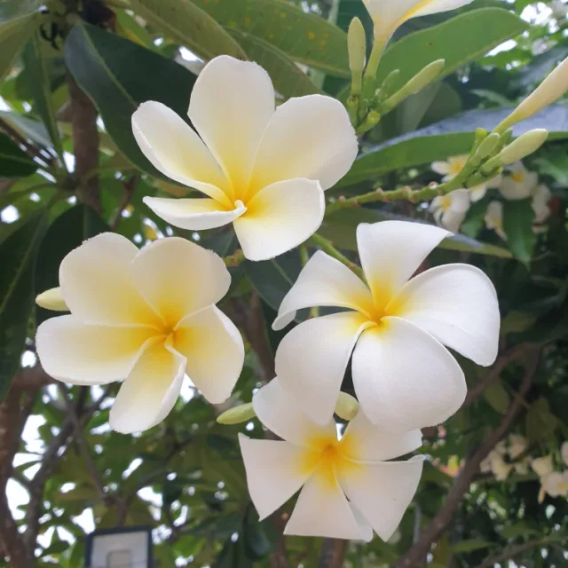 욜로인생