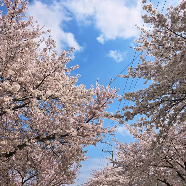 배방각시