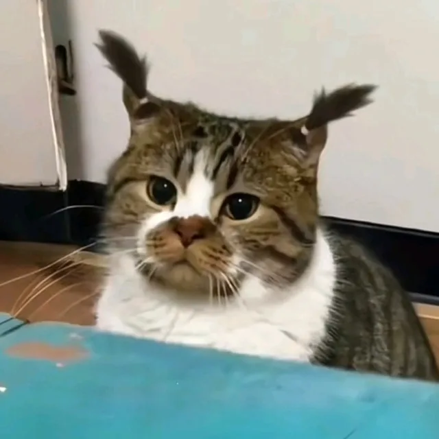 코지