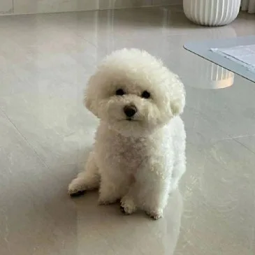 모모아빠