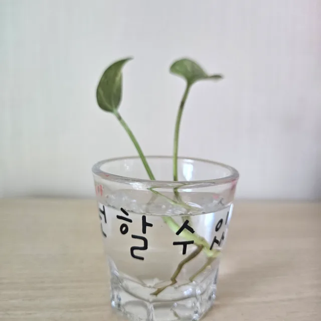 영심이