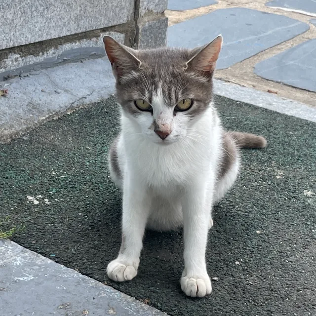 홉쓰