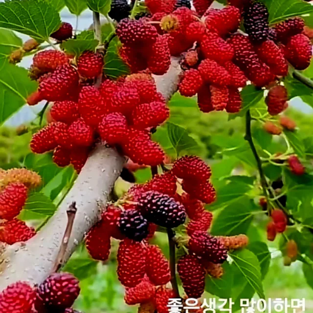 사도