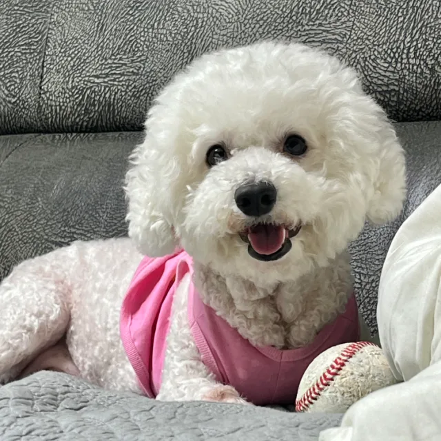 쇼옹