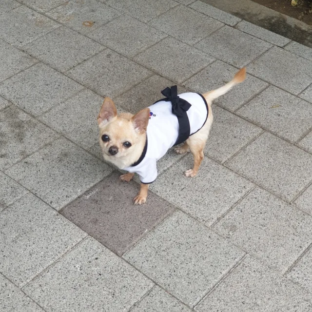 똘이사랑