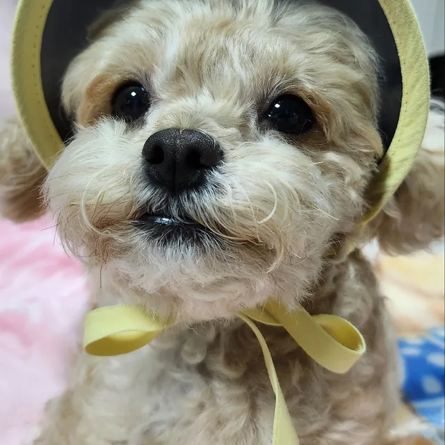 가우디보이