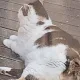 핑크토끼
