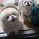 라온로이