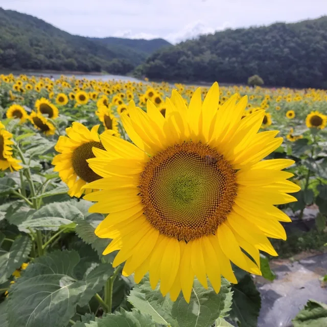 해바라기