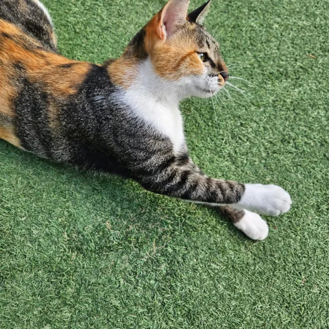 코댜