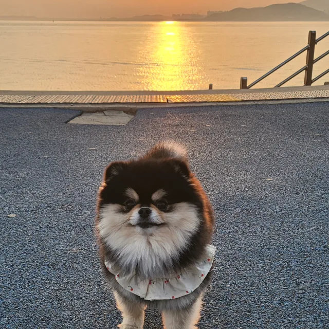 둥콩이