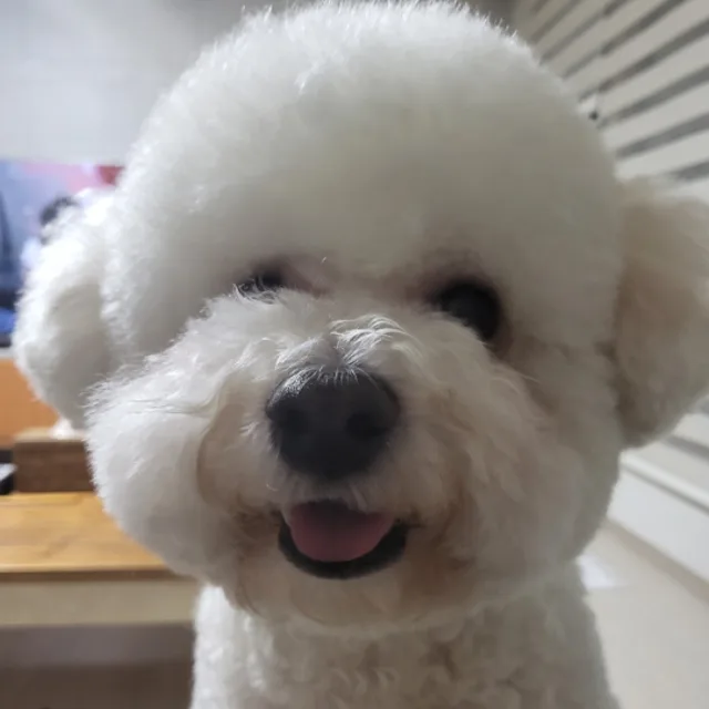 두부엄마