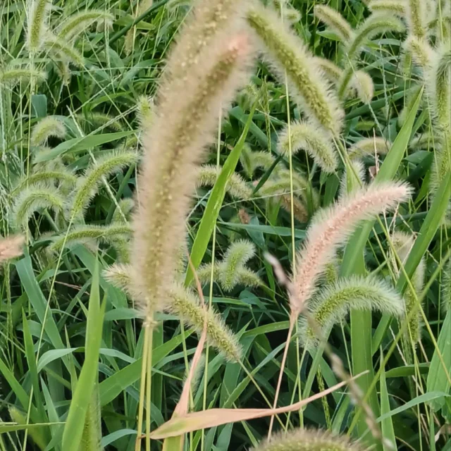 강아지풀
