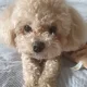박봄이