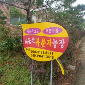 비봉산 슈퍼복분자